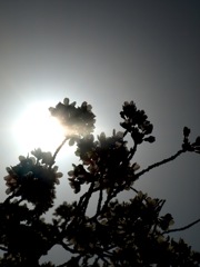 桜と太陽に背いて