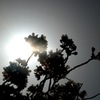 桜と太陽に背いて
