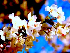 桜の咲く日