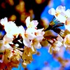桜の咲く日