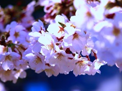 SAKURA