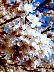 春に咲く