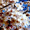 春に咲く