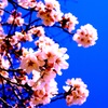 蒼く萌ゆる