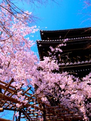 桜と三重塔と青空と