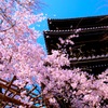 桜と三重塔と青空と