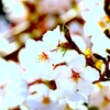 ほんやり