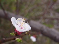 春も間近