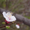 春も間近