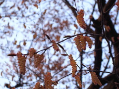 実のような花房