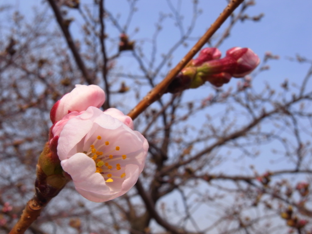 花開くまであと少し！