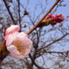 花開くまであと少し！