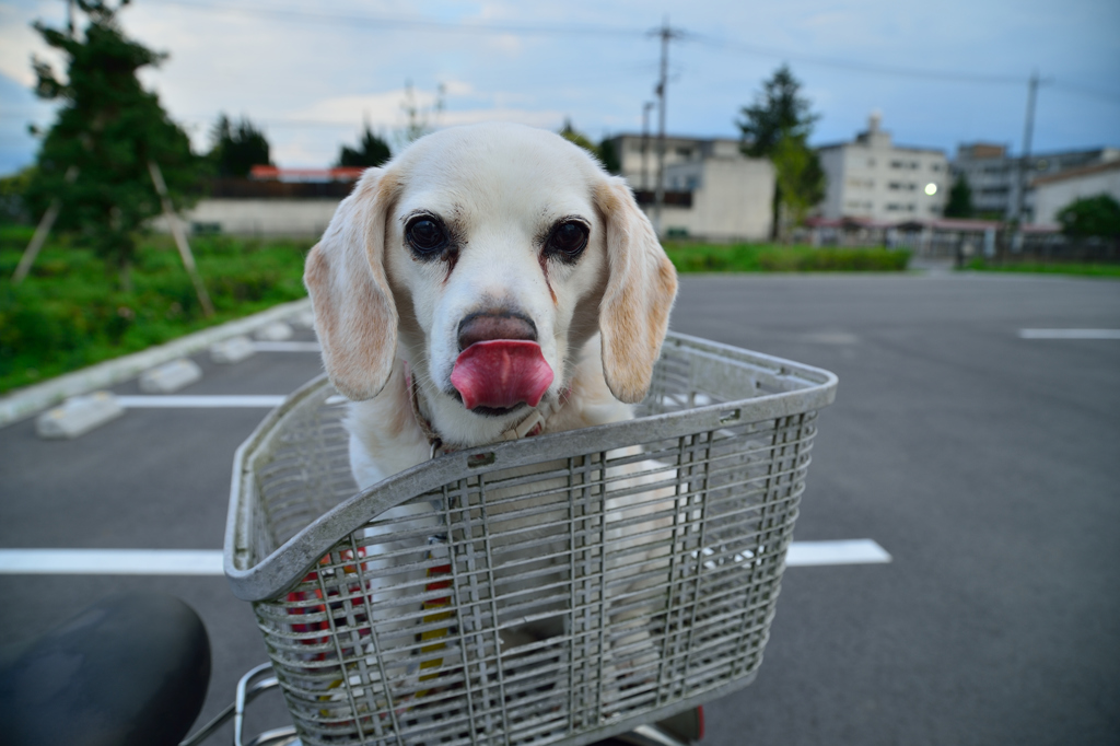 ぺろりんこ！