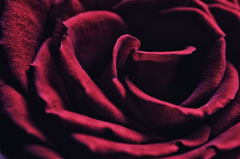 ワインレッドの薔薇１