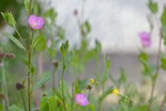 庭のユウゲショウ