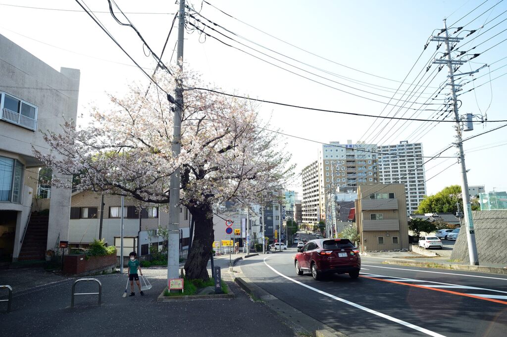 桜と少年