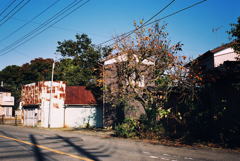 街の風景「柿木のある情景」