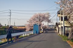 街の櫻