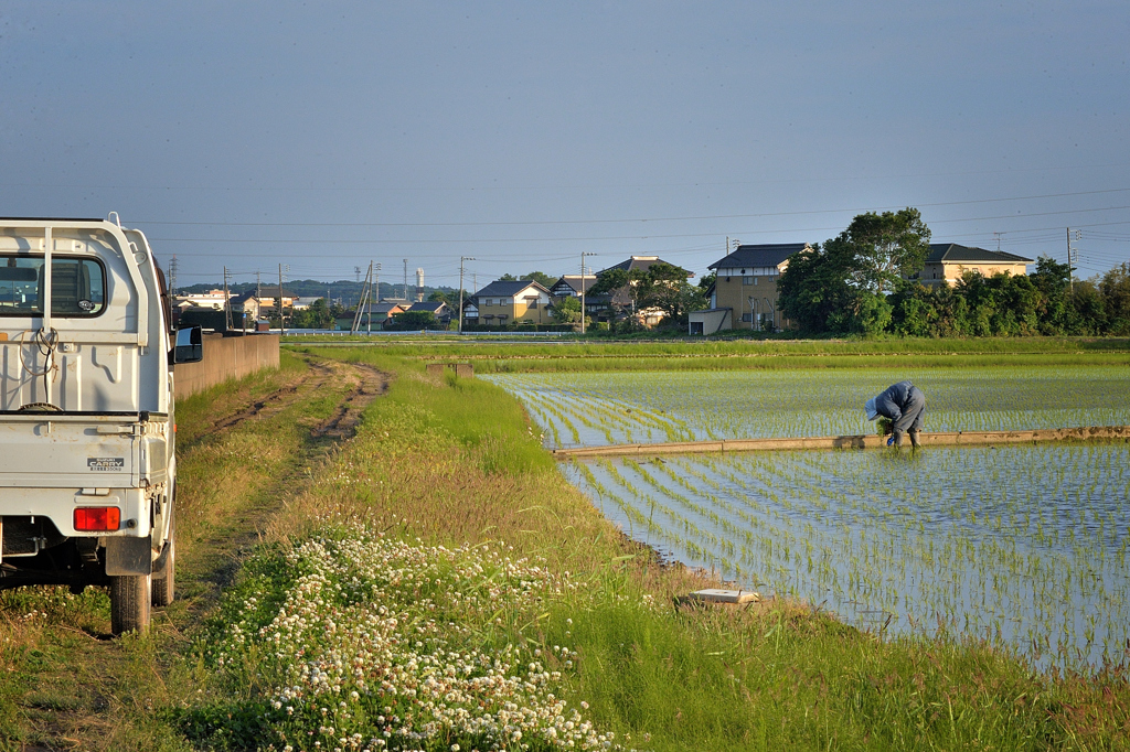水田の風景