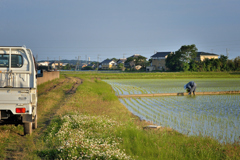 水田の風景