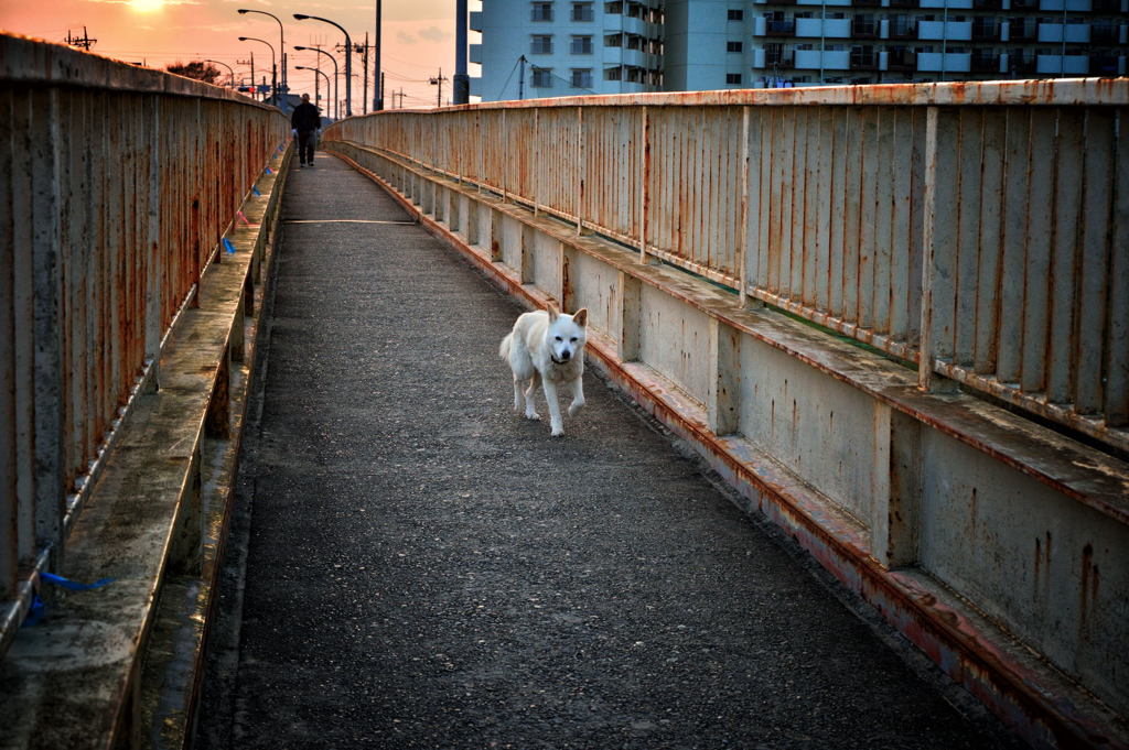 街の風景「散歩道」