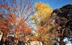 近所の紅葉