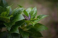 紫陽花の葉で一休み