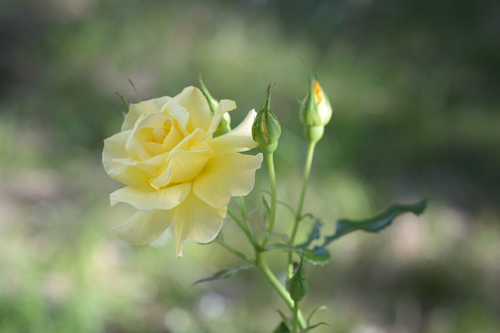 庭の薔薇