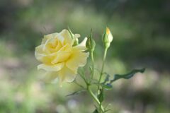庭の薔薇