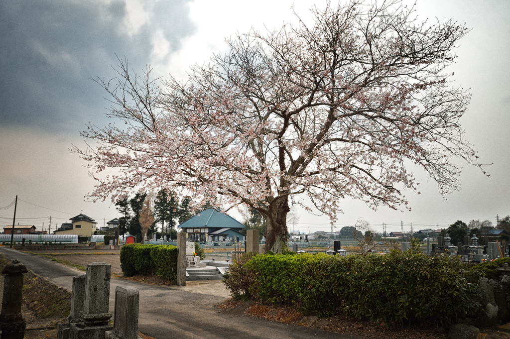 墓守の桜