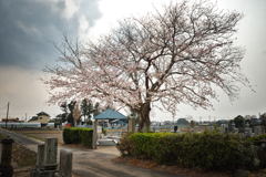 墓守の桜