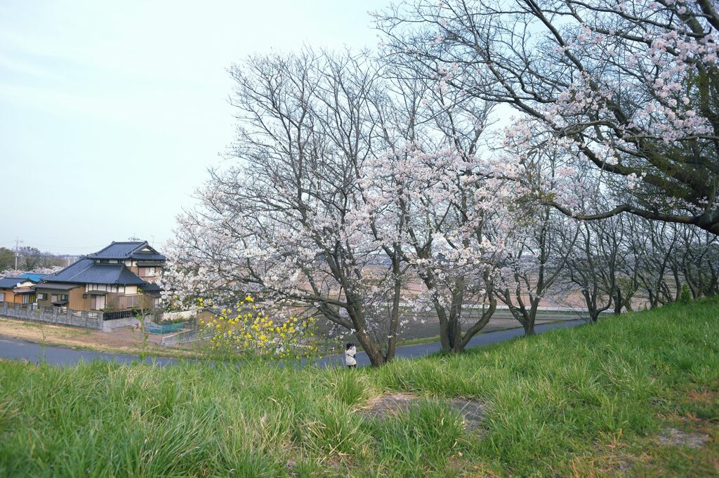 里の春