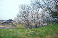 里の春