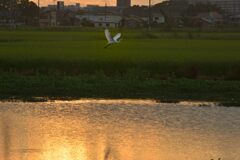 水田の風景