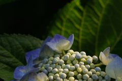 紫陽花