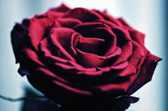 ワインレッド色の薔薇２