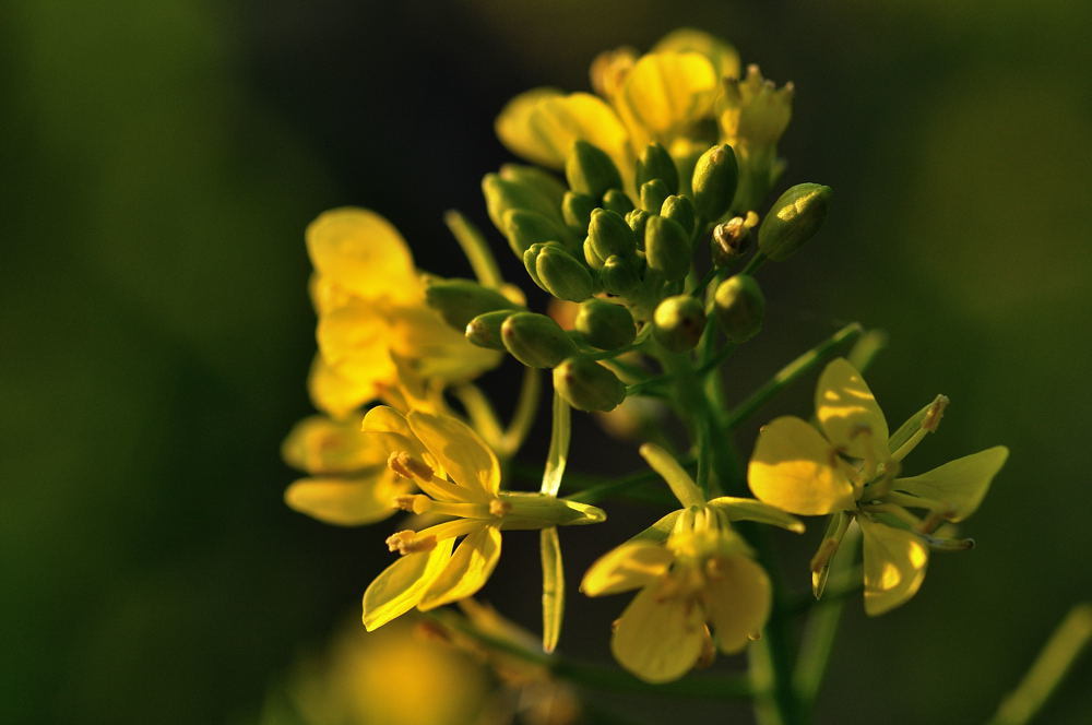 菜の花