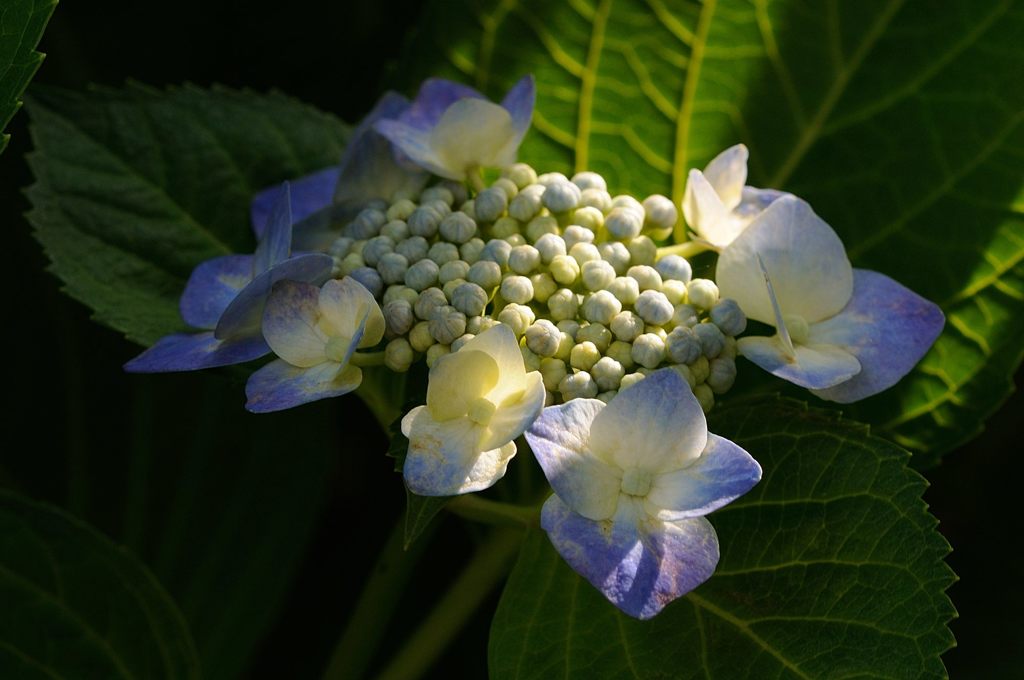 紫陽花
