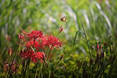 花蜜を求めて