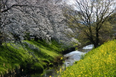 桜　菜の花