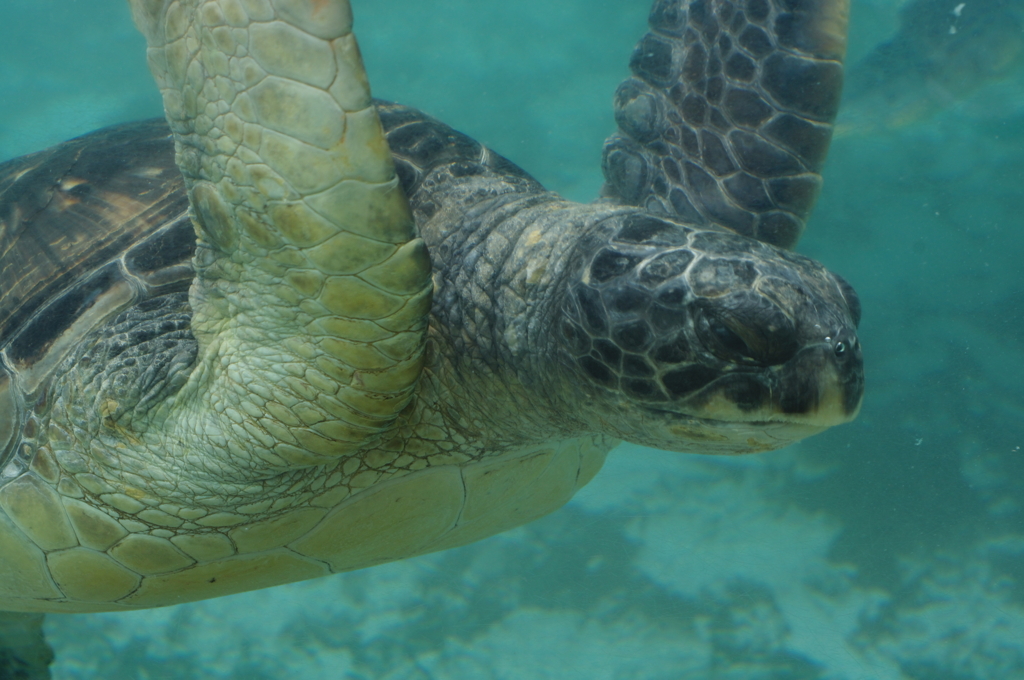 江の島水族館　水亀