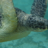 江の島水族館　水亀