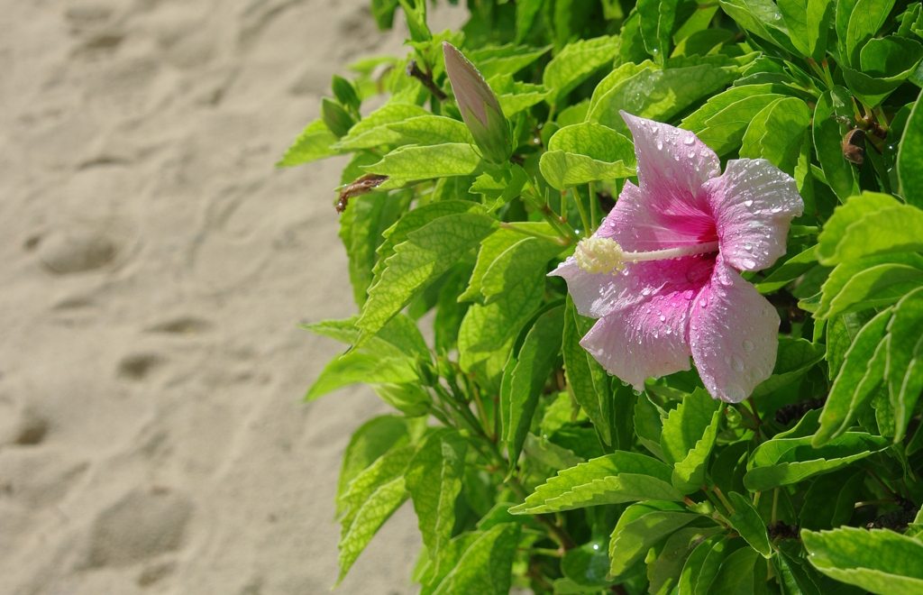 beach　side　squall