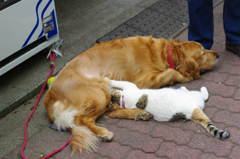 犬のおっぱいを飲む猫