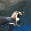 泳げ！！ペンギン