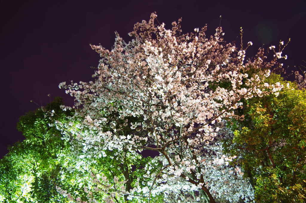 sakura