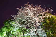 sakura