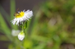 初めての蜂と花