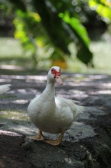 アヒル