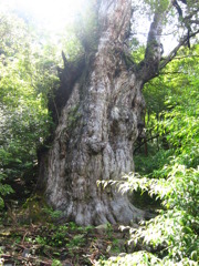 縄文杉